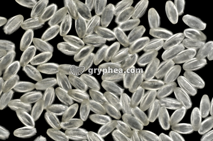 Pollen Erable x100 - gryphea.com